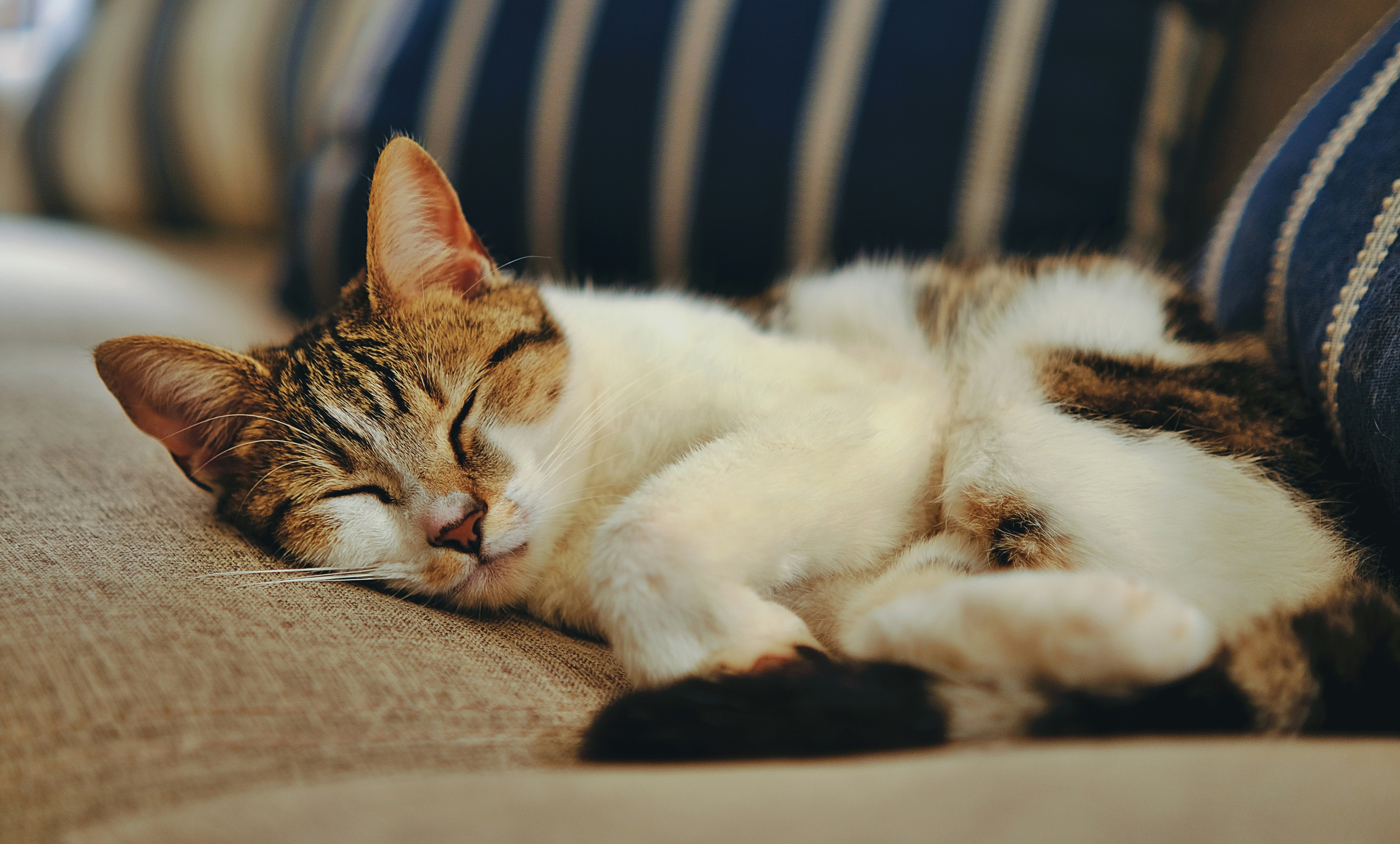 Cat Care