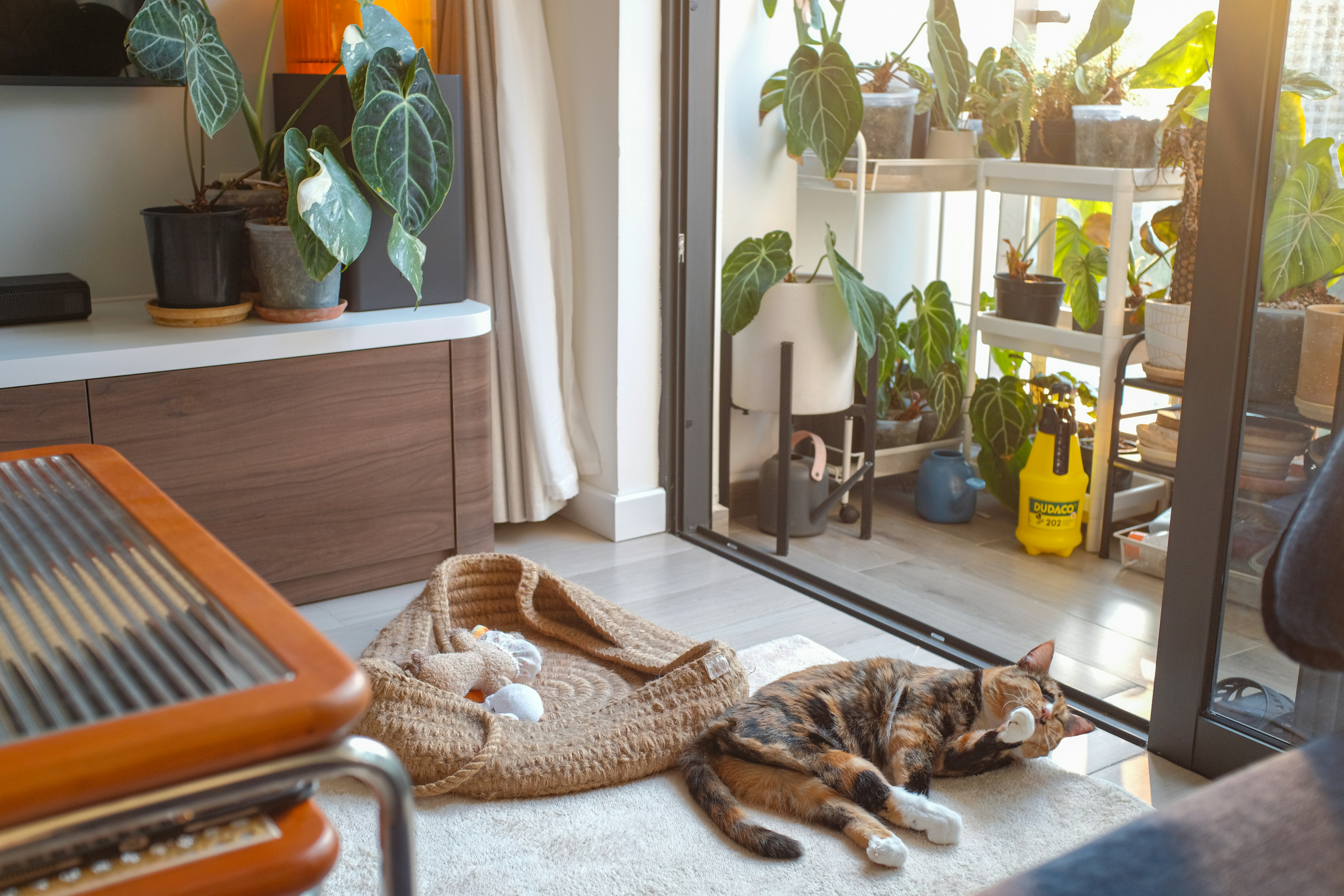 Pet Sitting